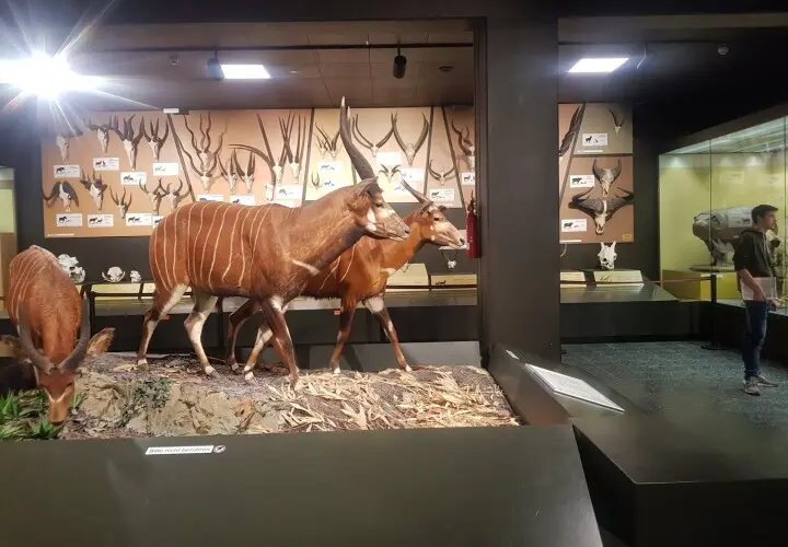 Zoologisches Museum