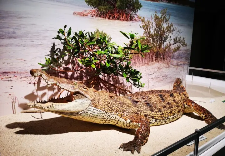 Zoologisches Museum