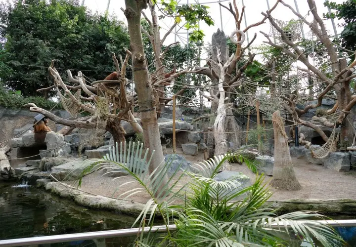 Das Orang-Utan-Haus