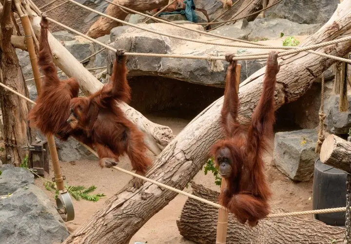 Das Orang-Utan-Haus