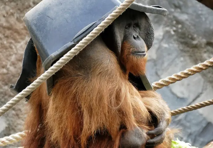 Das Orang-Utan-Haus