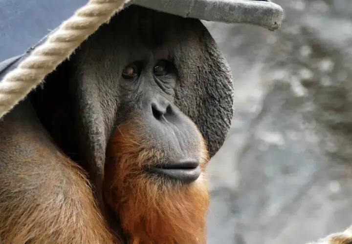 Das Orang-Utan-Haus