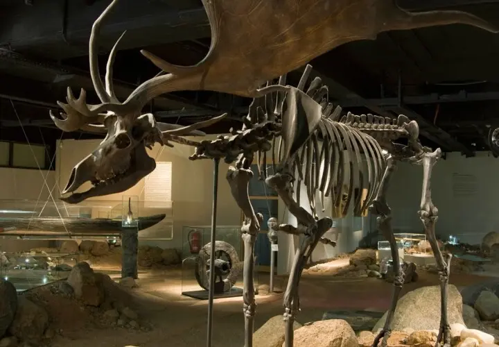 Archäologisches Museum Hamburg