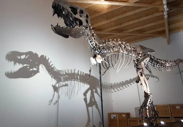 Dinosaurier Museum Altmühltal