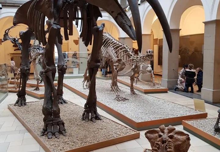 Palaeontological Museum, Munich