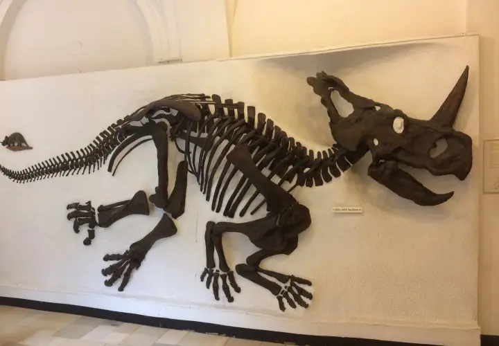 Palaeontological Museum, Munich