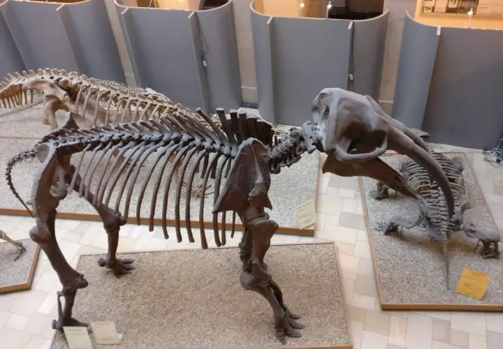 Palaeontological Museum, Munich