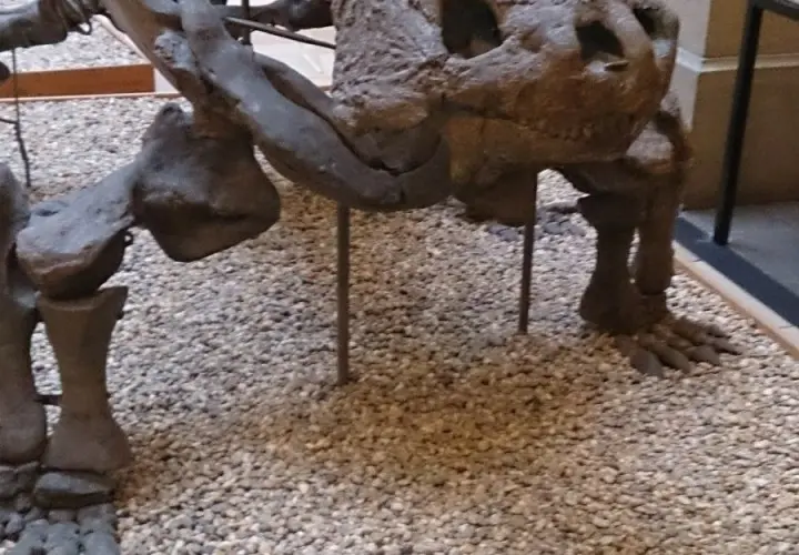 Palaeontological Museum, Munich
