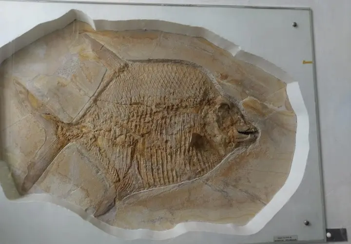 Palaeontological Museum, Munich