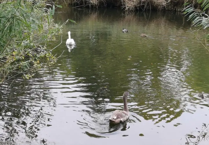 Volkspark Hasenheide