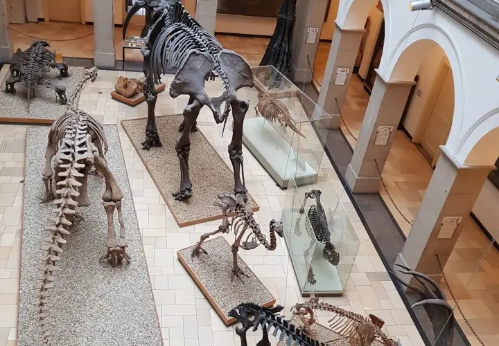 Palaeontological Museum, Munich