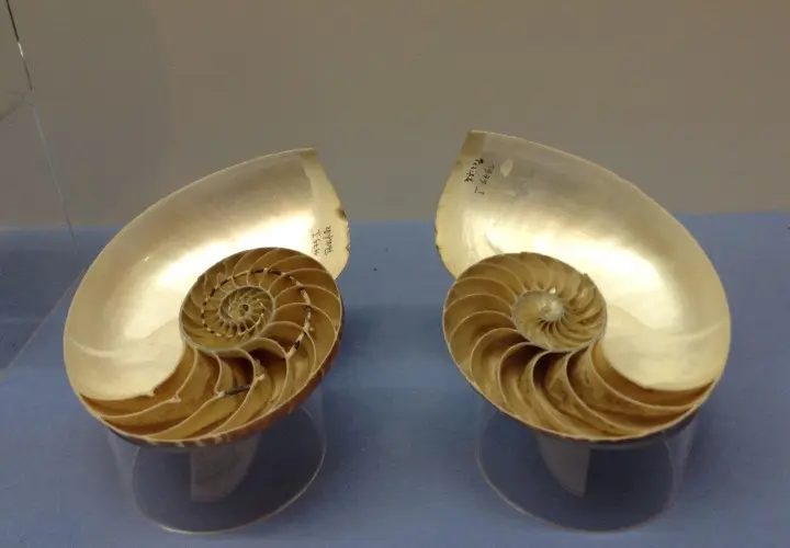 Palaeontological Museum, Munich