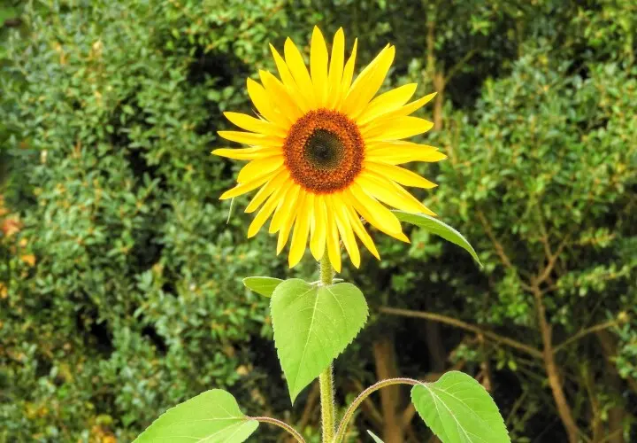 Garten der Begegnung Marzahn-Hellersdorf Berlin