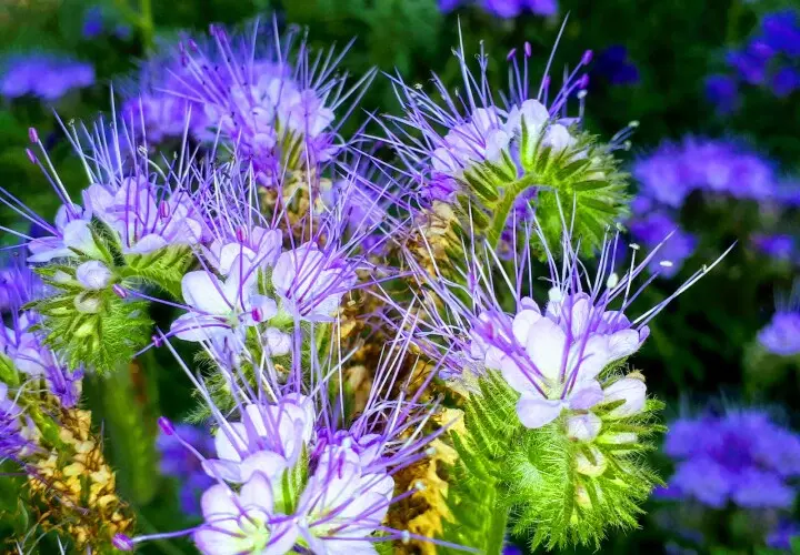 Garten der Begegnung Marzahn-Hellersdorf Berlin