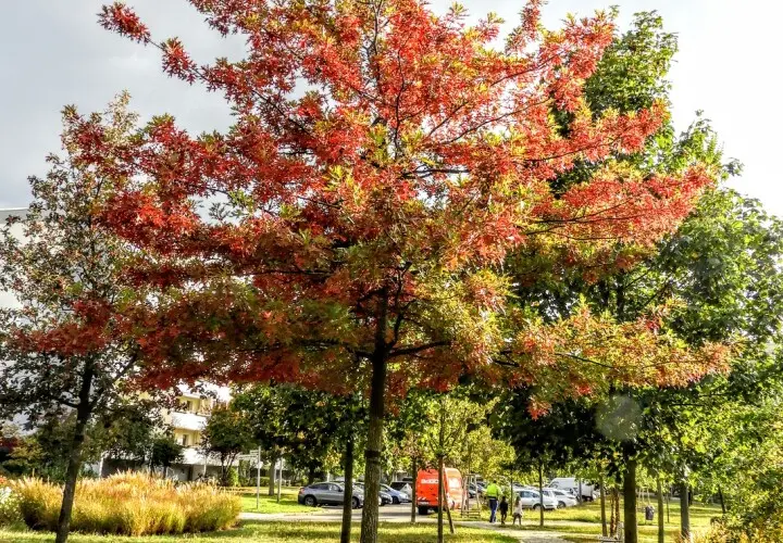 Garten der Begegnung Marzahn-Hellersdorf Berlin