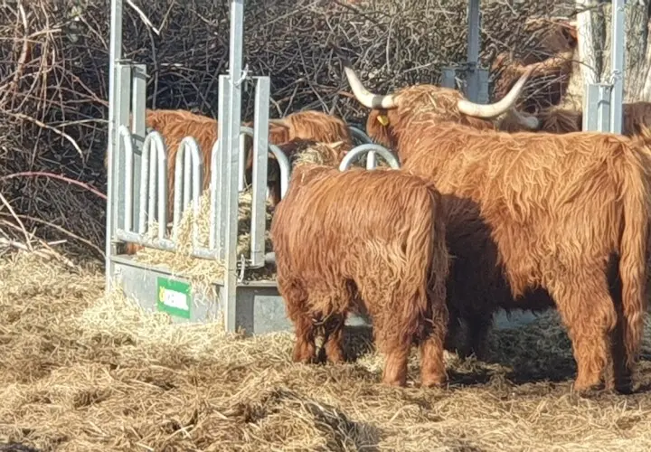 Wuhletalwächter