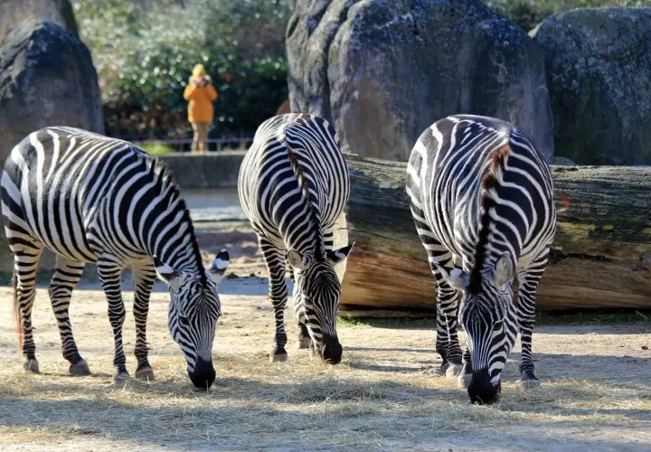 Zoologischer Garten Berlin