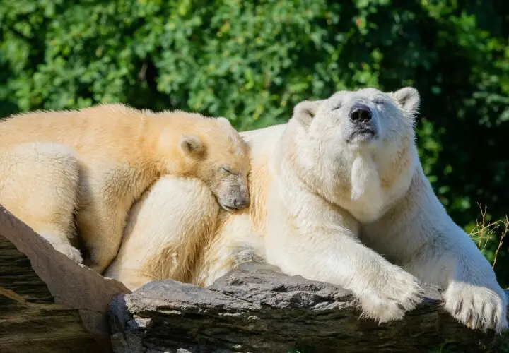 Tierpark Berlin