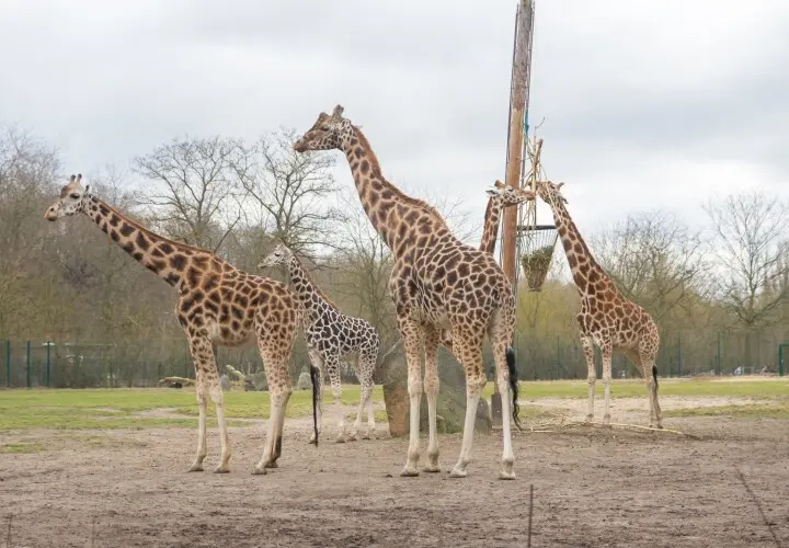 Tierpark Berlin