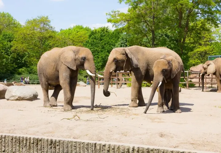 Tierpark Berlin