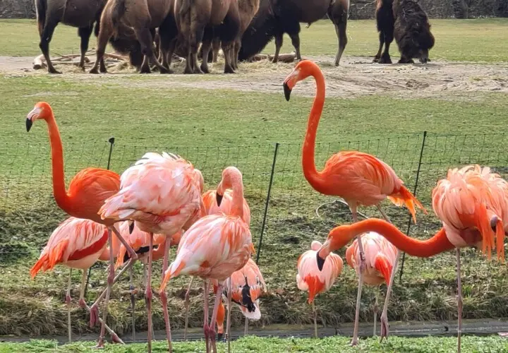 Tierpark Berlin