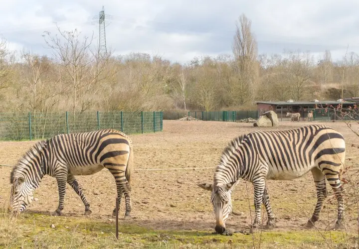 Tierpark Berlin