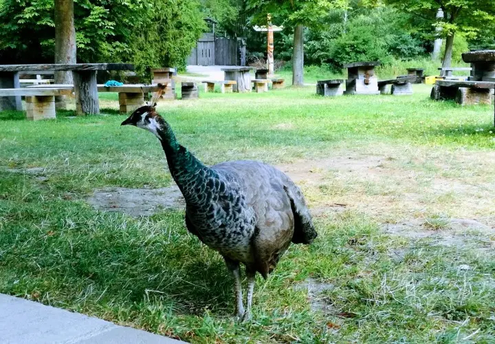 Wildpark Poing