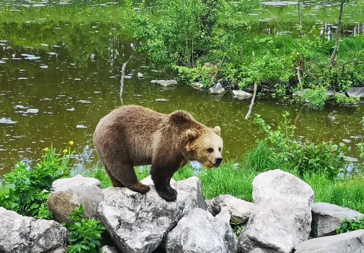 Wildpark Poing