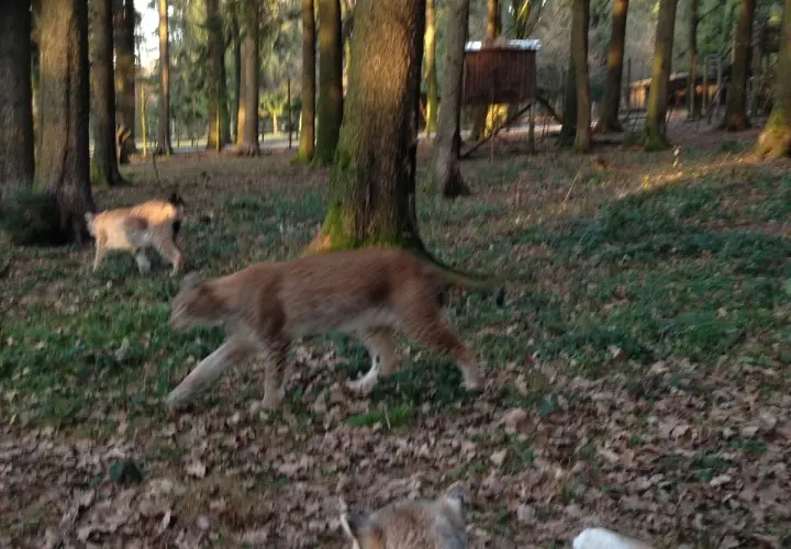Wildpark Poing