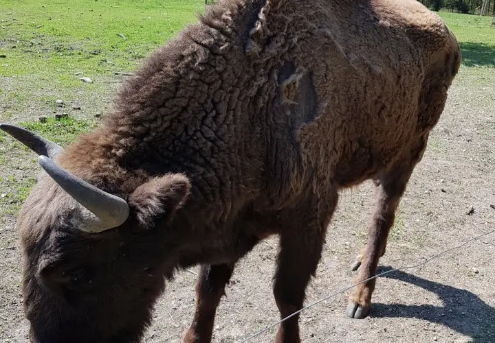 Wildpark Poing