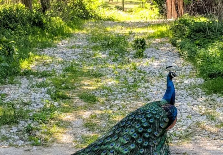 Wildpark Poing