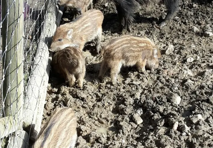 Wildpark Poing