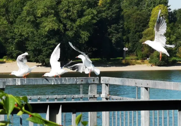 Spielplatz am Rhein