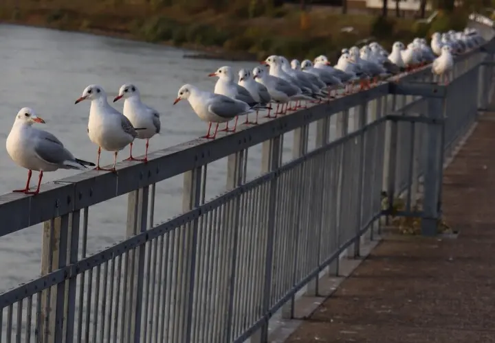 Spielplatz am Rhein