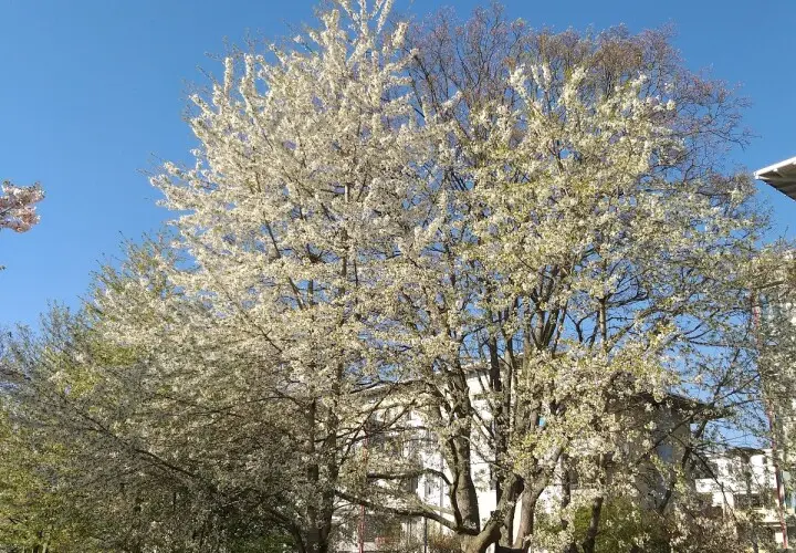 Spielplatz an der Köln Straße