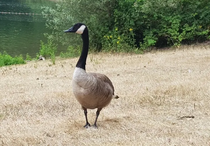 Naturfreibad Vingst