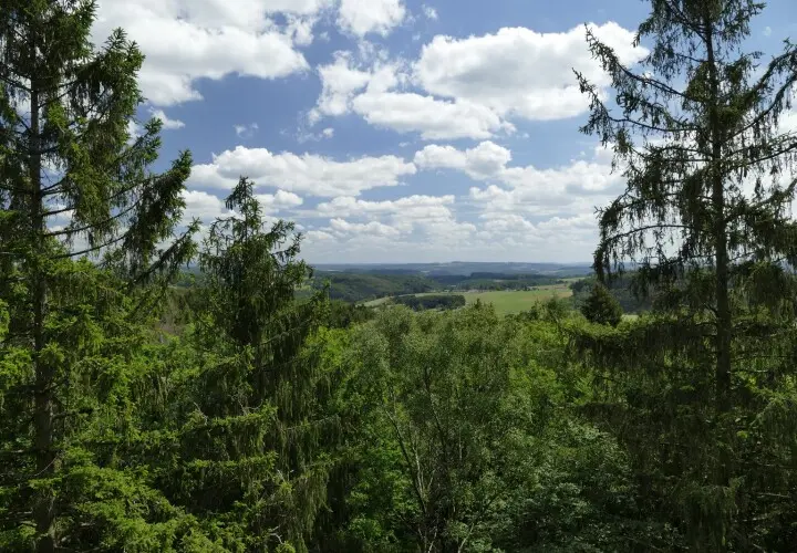 Panarbora