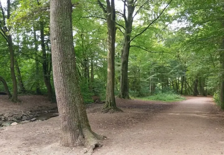 Thielenbruch