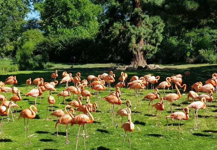 Kölner Zoo