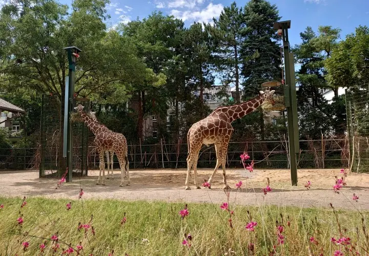 Kölner Zoo