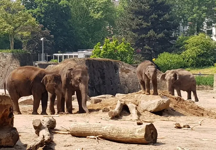 Kölner Zoo