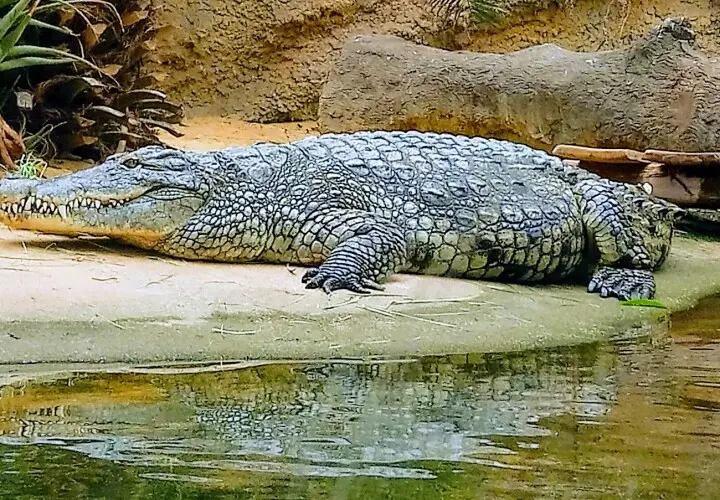 Kölner Zoo