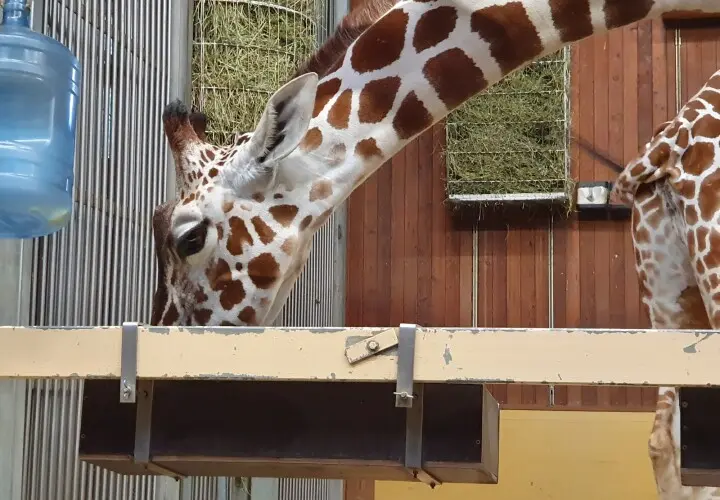 Kölner Zoo