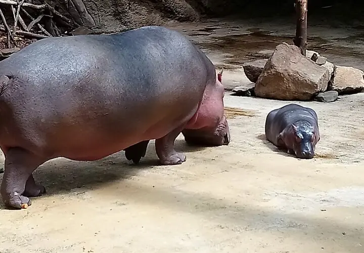 Kölner Zoo