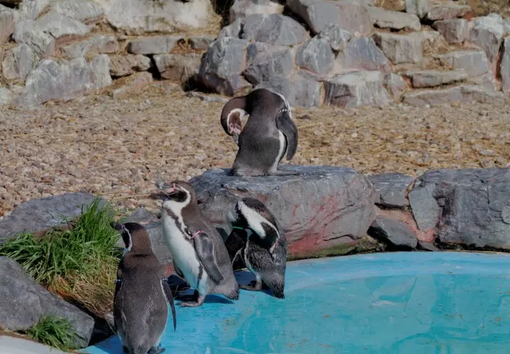 Kölner Zoo
