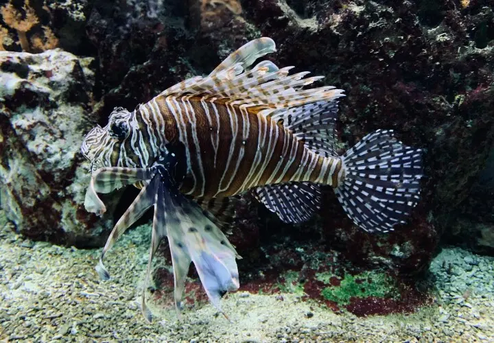 Kölner Zoo