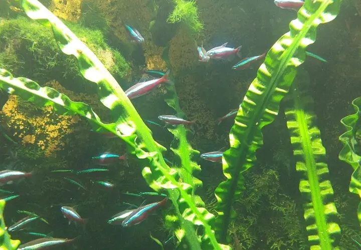 Aquarium