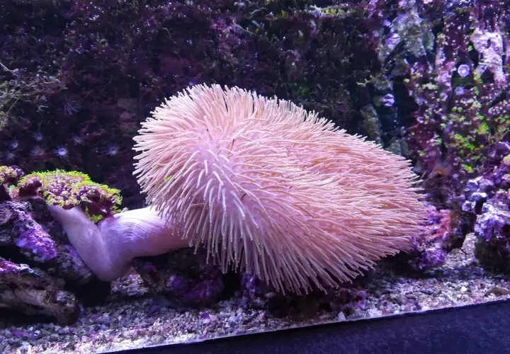 Aquarium