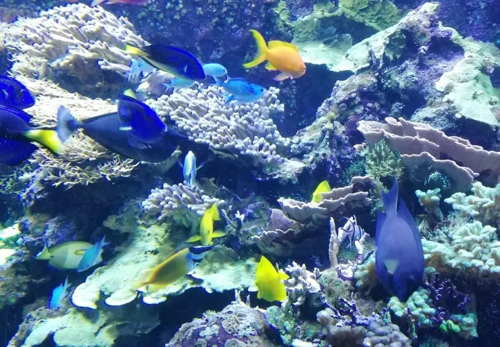 Aquarium