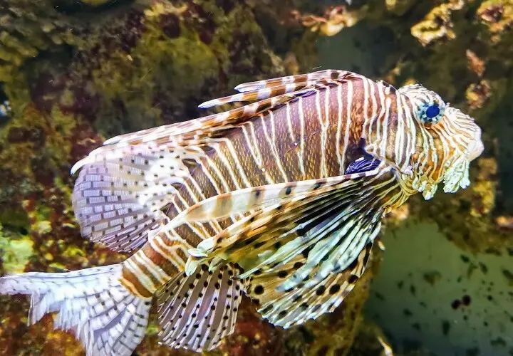 Aquarium